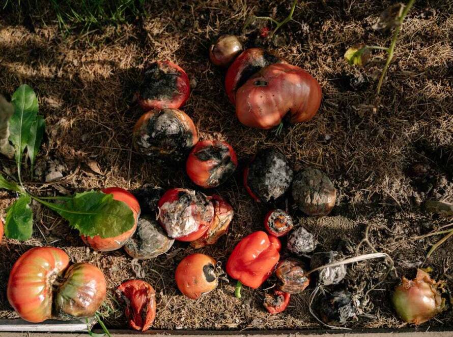 ley de desperdicio alimentario